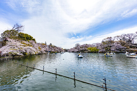 16 Inogashira Park