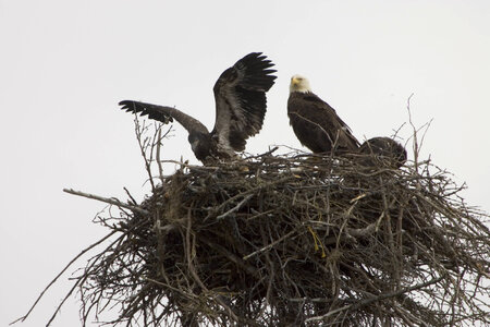Bald Eagles nesting at Islands and Ocean Visitor Center photo