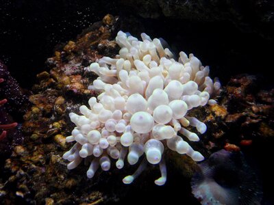 Sea animal creature