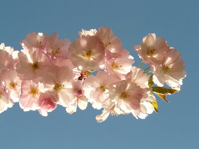 Cherry blossom blossom bloom