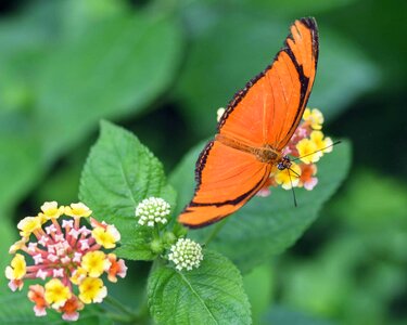 Animal arthropod beautiful flowers