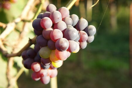 Fruit blue vine