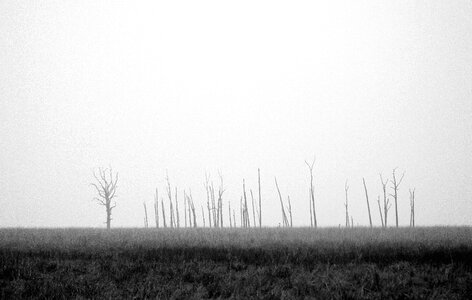 Cold field fog photo