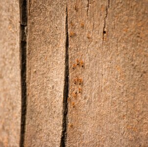 Animal arthropod brown