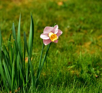 Pink daffodil spring photo