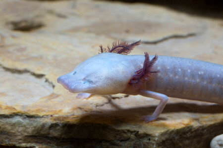 Texas Blind Salamander-3
