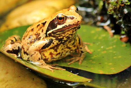 Amphibian animal world animals