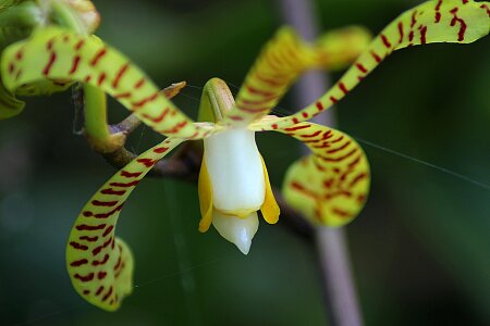 Floral plant natural