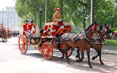 Uniform carriage horses