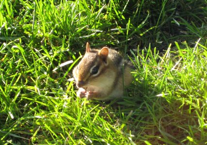 Eating grass nature