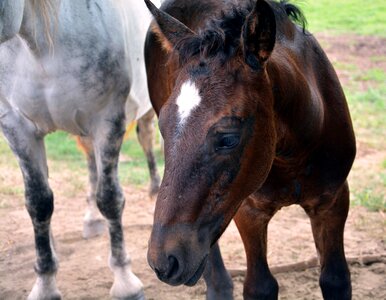 Horse animal foal photo