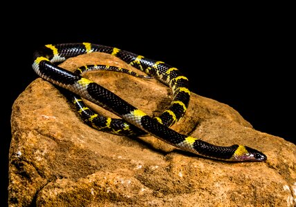 Black yellow non toxic reptile