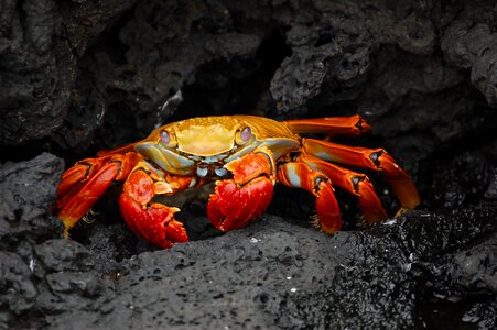Brightly colored Sally Lightfoot crab photo