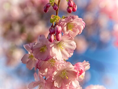 Almond beautiful flowers bloom photo