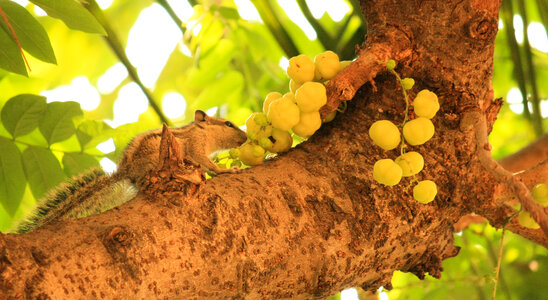 Squirrel Animal Fruit photo