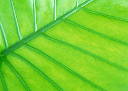 Green leaf as background photo