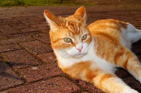 Chill out cat's eyes enjoy the sun