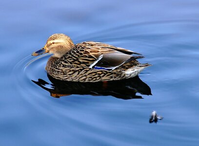 Plumage elegant animal