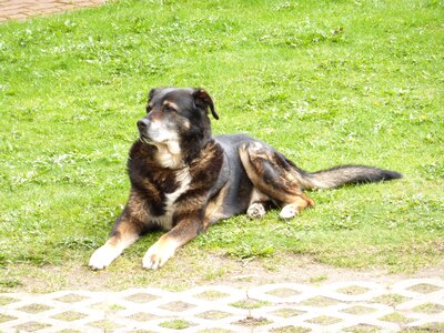 Berner bernese mountain dog old photo