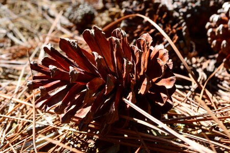 Dry fruit pine leafs pine forest