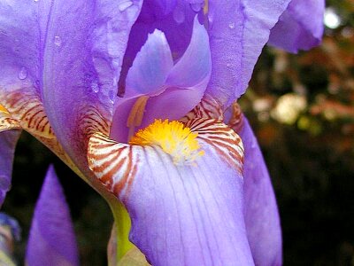 Flowers lilac purplish