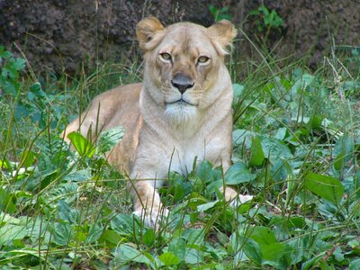 Mammals resting relaxing photo