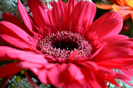 Pink Red Daisy Angle photo