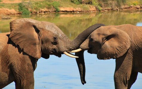 National park safari african elephant photo