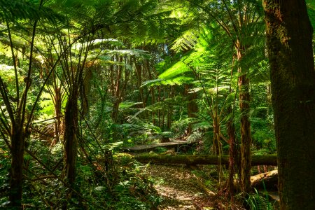 Sydney rainforest tree photo