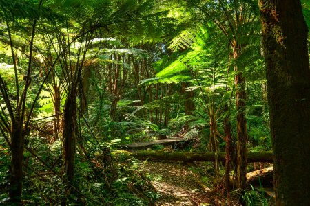 Sydney rainforest tree