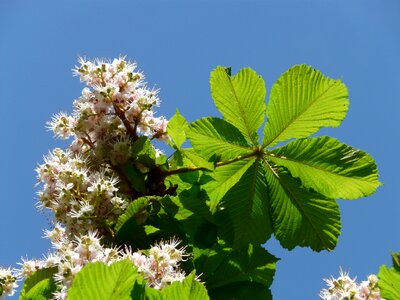 Inflorescence tree leaves