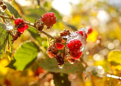 Beautiful Photo berry branch photo