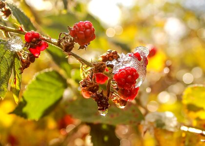 Beautiful Photo berry branch