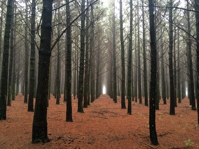 Brown fog forest photo