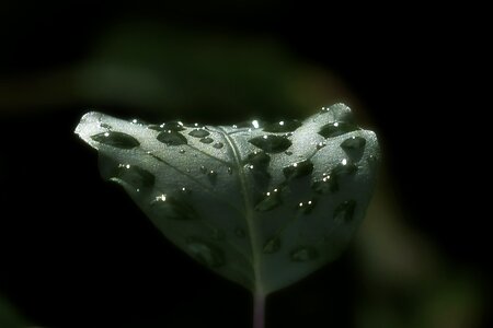 Morning glory rain drops nature photo