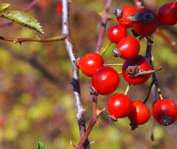 Plant bush nature