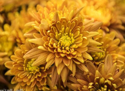 Beautiful beautiful flowers beautiful photo