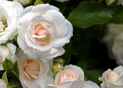 White cream roses