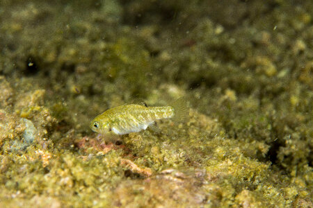 Ash Meadows Amargosa pupfish-1