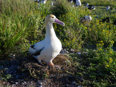 Short-tailed Albatross Male Showing the Egg