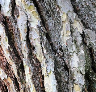 Bark birch branch