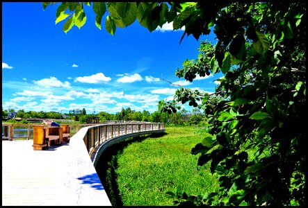 Path summer greenery