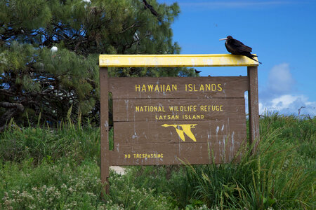 Laysan Island sign with Magnificent Frigatebird