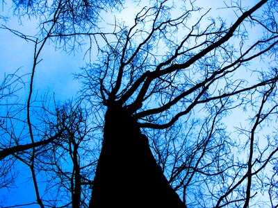 Nature winter mood trees