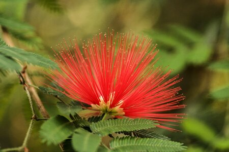 Plant flora garden photo