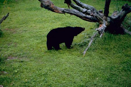 Bear black mammal