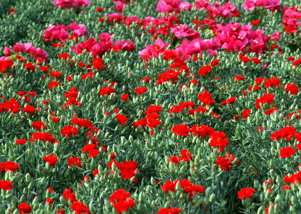 Red flower in field photo