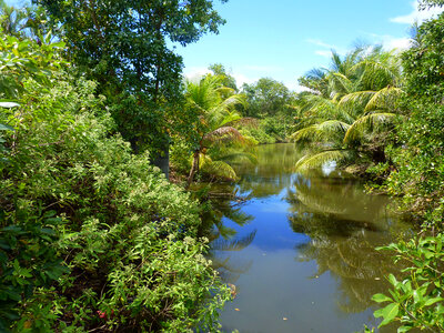Landscape of the Mangrove Swamp