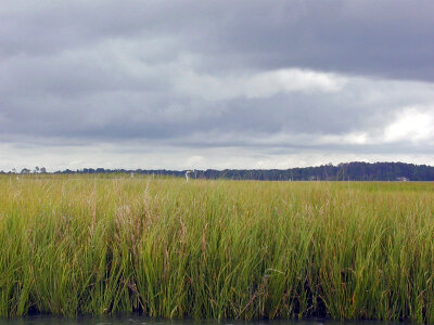 Tall Marsh Grasses under thick clouds photo
