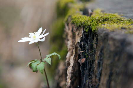 forest flower